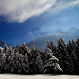 Forest After The Snow